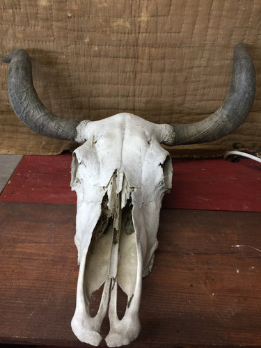 Cow skull