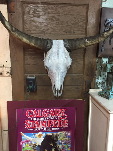 Vintage Cow Skulls