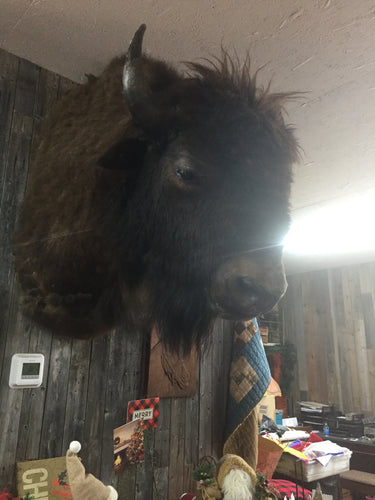 Big Buff the Buffalo Head