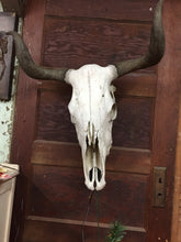 Load image into Gallery viewer, Vintage Cow Skulls