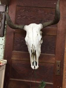 Vintage Cow Skulls