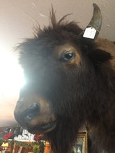 Load image into Gallery viewer, Big Buff the Buffalo Head
