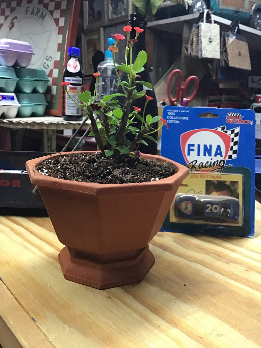 Potted succulent plant